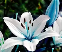 Пазл Голубая лилия