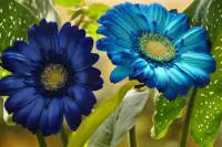 Пазл Голубые герберы