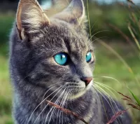 Пазл Голубые глаза