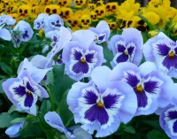 Пазл Голубые глазки