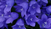 Пазл Голубые колокольчики