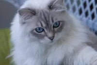 Пазл Голубоглазая кошка