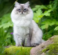 Пазл Голубоглазая кошка 