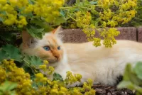 Пазл Голубоглазая кошка
