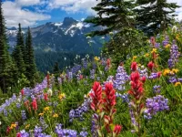 Пазл Горы цветы