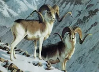 Пазл Горные бараны