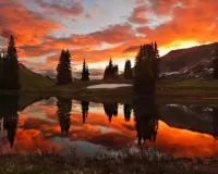 Пазл Горные ели