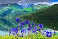 Пазл Горные цветы
