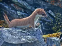 Пазл Горностай