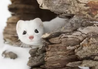 Пазл Горностай 