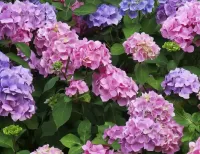 Пазл Гортензия 