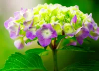 Пазл Гортензия