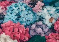 Пазл Гортензия