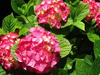 Пазл Гортензия