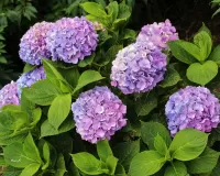 Пазл Гортензия