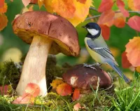 Пазл Гриб и птица 