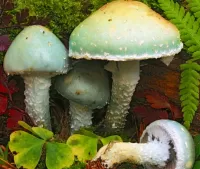 Пазл Гриб строфария