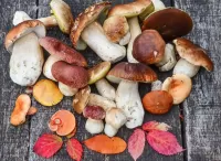 Пазл Грибы 