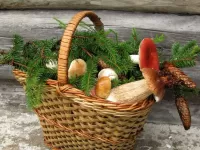 Пазл Грибы и шишки