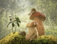 Пазл Грибы и улитки