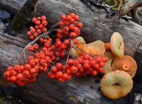 Пазл Грибы и ягоды 