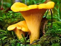 Пазл Грибы лисички