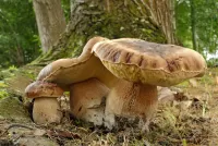 Пазл Грибы в лесу