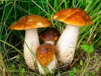 Пазл Грибная семейка