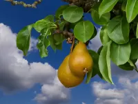 Пазл Груша