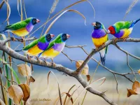 Пазл Гульдова амадина