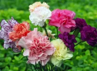 Пазл Гвоздики