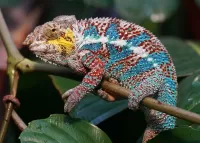 Пазл Хамелеон