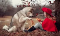 Пазл Хаски на прогулке