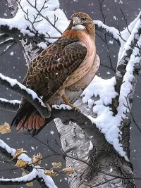 Пазл Хищная птица