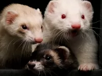 Пазл Хорьки