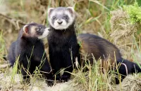 Пазл Хорьки