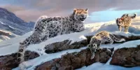 Пазл Хозяйка снежных гор 