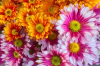 Пазл Хризантема