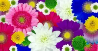 Пазл Хризантемы