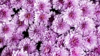 Пазл Хризантемы