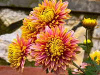 Пазл Хризантемы