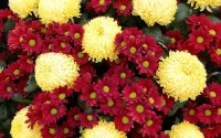 Пазл Хризантемы