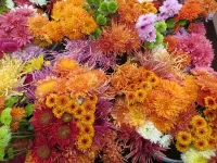 Пазл Хризантемы