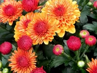 Пазл Хризантемы