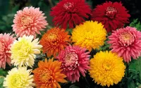 Пазл Хризантемы