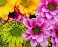 Пазл Хризантемы 