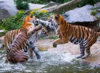 Пазл Хук справа 