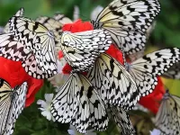 Пазл Идэя белая