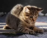 Пазл Играющий котёнок