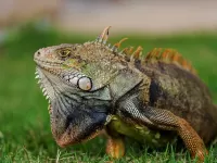 Пазл Игуана
